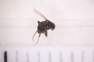 ( - BM3_27.06.16_Di1)  @11 [ ] CreativeCommons - Attribution Non-Commercial Share-Alike (2017) Unspecified Institut de Recherche sur la Biologie de l'Insecte