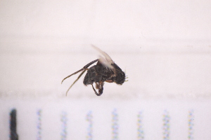  ( - BM3_27.06.16_Di1)  @11 [ ] CreativeCommons - Attribution Non-Commercial Share-Alike (2017) Unspecified Institut de Recherche sur la Biologie de l'Insecte