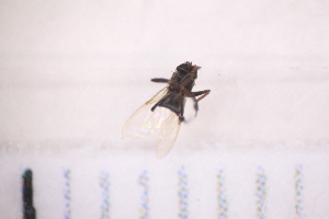  ( - BM3_27.06.16_Di1)  @11 [ ] CreativeCommons - Attribution Non-Commercial Share-Alike (2017) Unspecified Institut de Recherche sur la Biologie de l'Insecte