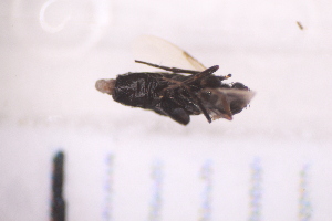  ( - BS4_29.07.16 Di2)  @11 [ ] CreativeCommons - Attribution Non-Commercial Share-Alike (2017) Unspecified Institut de Recherche sur la Biologie de l'Insecte