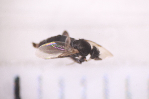  ( - BS4_29.07.16 Di2)  @11 [ ] CreativeCommons - Attribution Non-Commercial Share-Alike (2017) Unspecified Institut de Recherche sur la Biologie de l'Insecte