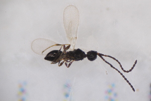  ( - CLA_25.07.17_HY2)  @11 [ ] CreativeCommons - Attribution Non-Commercial Share-Alike (2017) Unspecified Institut de Recherche sur la Biologie de l'Insecte