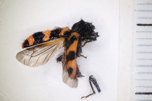  ( - CM4_15.05.17_CO2)  @11 [ ] CreativeCommons - Attribution Non-Commercial Share-Alike (2017) Unspecified Institut de Recherche sur la Biologie de l'Insecte