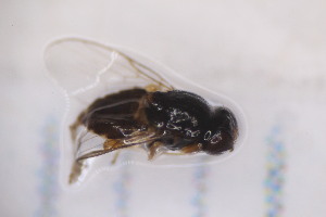 ( - CM4_15.05.17_Di12)  @11 [ ] CreativeCommons - Attribution Non-Commercial Share-Alike (2017) Unspecified Institut de Recherche sur la Biologie de l'Insecte