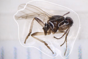  ( - CM4_15.05.17_Di7)  @12 [ ] CreativeCommons - Attribution Non-Commercial Share-Alike (2017) Unspecified Institut de Recherche sur la Biologie de l'Insecte