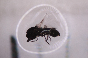  ( - CV1_03.05.16DB17)  @11 [ ] CreativeCommons - Attribution Non-Commercial Share-Alike (2017) Unspecified Institut de Recherche sur la Biologie de l'Insecte