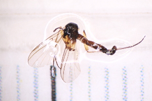  ( - CV1_03.05.16DN4)  @11 [ ] CreativeCommons - Attribution Non-Commercial Share-Alike (2017) Unspecified Institut de Recherche sur la Biologie de l'Insecte