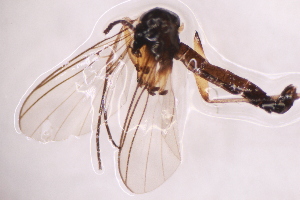  ( - CV1_03.05.16DN4)  @11 [ ] CreativeCommons - Attribution Non-Commercial Share-Alike (2017) Unspecified Institut de Recherche sur la Biologie de l'Insecte