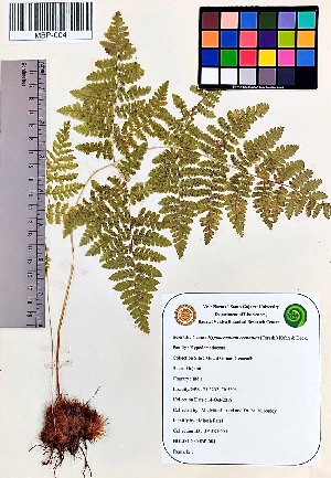  (Woodsiaceae - MBP-004)  @11 [ ] Copyright (2020) M Patel and M N Reddy Veer Narmad South Gujarat University