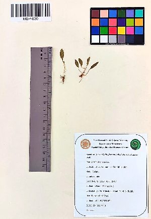  (Ophioglossum polyphyllum - MBP-030)  @11 [ ] Copyright (2020) M Patel and M N Reddy Veer Narmad South Gujarat University