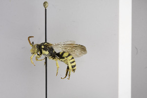  (Nomada BC03 - CCDB-01556 F06)  @14 [ ] CreativeCommons - Attribution Non-Commercial Share-Alike (2010) Packer Collection at York University York University