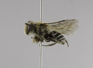  (Colletes MEX06 - CCDB-01556 B06)  @11 [ ] CreativeCommons - Attribution Non-Commercial Share-Alike (2010) Packer Collection at York University York University