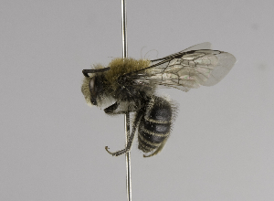  (Colletes affwootoni - CCDB-01556 B10)  @15 [ ] CreativeCommons - Attribution Non-Commercial Share-Alike (2010) Packer Collection at York University York University