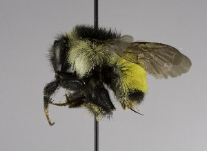  (Bombus sp - CCDB-01556 C02)  @14 [ ] Unspecified (default): All Rights Reserved  Unspecified Unspecified