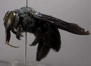  (Xylocopa VNM05 - CCDB-01563 C06)  @13 [ ] CreativeCommons - Attribution Non-Commercial Share-Alike (2010) Packer Collection at York University York University