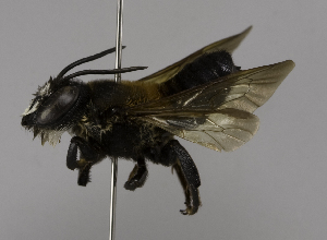  (Megachile (Callomegachile) VNM01 - CCDB-01563 C09)  @14 [ ] CreativeCommons - Attribution Non-Commercial Share-Alike (2010) Packer Collection at York University York University