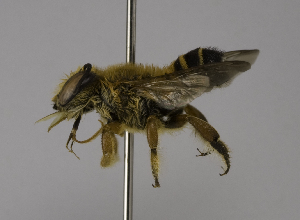  (Megachile saigonensis - CCDB-01563 D02)  @14 [ ] CreativeCommons - Attribution Non-Commercial Share-Alike (2010) Packer Collection at York University York University