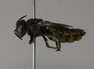  (Megachile VNM10 - CCDB-01563 D08)  @11 [ ] CreativeCommons - Attribution Non-Commercial Share-Alike (2010) Packer Collection at York University York University