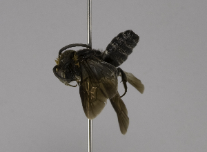  (Megachile Callomegachile VNM05 - CCDB-01563 E02)  @14 [ ] CreativeCommons - Attribution Non-Commercial Share-Alike (2010) Packer Collection at York University York University