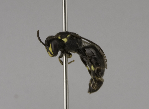  (Hylaeus VNM01 - CCDB-01563 H08)  @15 [ ] CreativeCommons - Attribution Non-Commercial Share-Alike (2010) Packer Collection at York University York University