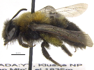  (Andrena vicinoides - 06717A11-YT)  @14 [ ] CreativeCommons - Attribution (2015) CBG Photography Group Centre for Biodiversity Genomics