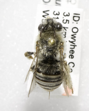  (Eucera lutziana - B03765G04-ID)  @13 [ ] CreativeCommons - Attribution Non-Commercial Share-Alike (2010) Packer Collection at York University York University