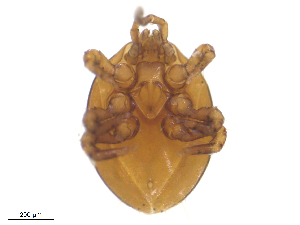  ( - BIOUG32113-A07)  @11 [ ] CreativeCommons - Attribution (2019) CBG Photography Group Centre for Biodiversity Genomics