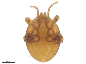  ( - BIOUG32113-A09)  @11 [ ] CreativeCommons - Attribution (2019) CBG Photography Group Centre for Biodiversity Genomics