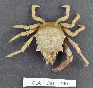  (Pugettia gracilis - CIB140)  @15 [ ] Copyright (2016) Unspecified DFO