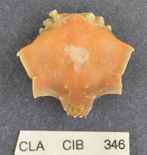  (Pugettia foliata - CIB346)  @14 [ ] Copyright (2016) Unspecified DFO