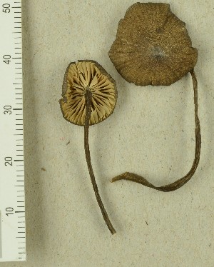  (Entoloma lividocyanulum - TEB 266b-15)  @11 [ ] CreativeCommons - Attribution Non-Commercial Share-Alike (2017) Unspecified Norwegian Institution for Nature Research