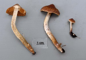  (Cortinarius subexitiosus - TEB 282-15)  @11 [ ] CreativeCommons - Attribution Non-Commercial Share-Alike (2017) Unspecified Norwegian Institution for Nature Research