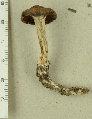  (Cortinarius sp. BD09 - TEB 296-15)  @11 [ ] CreativeCommons - Attribution Non-Commercial Share-Alike (2017) Unspecified Norwegian Institution for Nature Research
