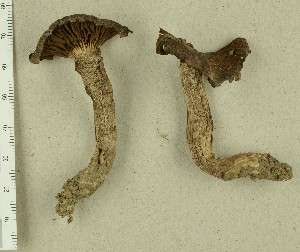 (Cortinarius subsulcatipes - TEB 399-15)  @11 [ ] CreativeCommons - Attribution Non-Commercial Share-Alike (2017) Unspecified Norwegian Institution for Nature Research