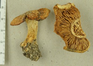  (Cortinarius subrubrovelatus - TEB 669-15)  @11 [ ] CreativeCommons - Attribution Non-Commercial Share-Alike (2017) Unspecified Norwegian Institution for Nature Research