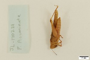  (Paulinia - JL-P-acuminata)  @11 [ ] by-nc (2024) Eliza Stein Louisiana State University