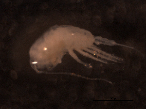  ( - BIOUG03179-B02)  @12 [ ] CreativeCommons - Attribution (2013) Rob Young Centre for Biodiversity Genomics
