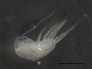  ( - BIOUG03179-B02)  @12 [ ] CreativeCommons - Attribution (2013) Rob Young Centre for Biodiversity Genomics