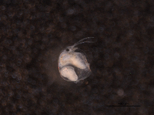  ( - BIOUG03179-E10)  @11 [ ] CreativeCommons - Attribution (2013) Rob Young Centre for Biodiversity Genomics