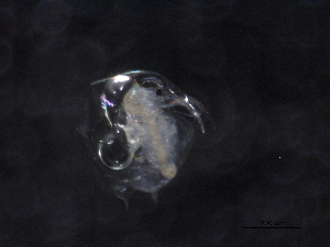  ( - BIOUG03179-G07)  @11 [ ] CreativeCommons - Attribution (2013) Rob Young Centre for Biodiversity Genomics