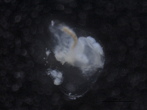 ( - BIOUG03179-G08)  @11 [ ] CreativeCommons - Attribution (2013) Rob Young Centre for Biodiversity Genomics