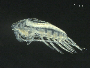  (Calanus hyperboreus - BIOUG04840-G10)  @14 [ ] CreativeCommons - Attribution (2013) Rob Young Centre for Biodiversity Genomics