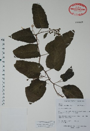  (Cissus verticillata - Alvarez10192)  @11 [ ] Unspecified (default): All Rights Reserved  Unspecified Unspecified