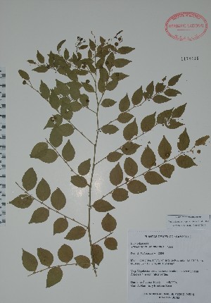  (Phyllanthus acuminatus - Alvarez10273)  @11 [ ] Unspecified (default): All Rights Reserved  Unspecified Unspecified