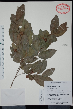  (Diospyros salicifolia - Alvarez10351)  @11 [ ] Unspecified (default): All Rights Reserved  Unspecified Unspecified