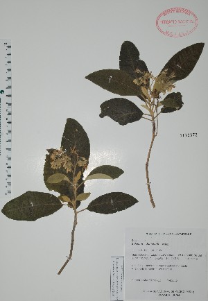  (Solanum donianum - Alvarez10702)  @11 [ ] Unspecified (default): All Rights Reserved  Unspecified Unspecified