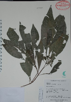  (Psychotria tenuifolia - Alvarez11625)  @11 [ ] Unspecified (default): All Rights Reserved  Unspecified Unspecified
