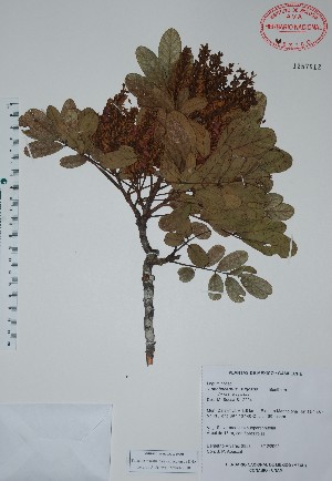  (Lonchocarpus rugosus - Alvarez2853)  @11 [ ] Unspecified (default): All Rights Reserved  Unspecified Unspecified