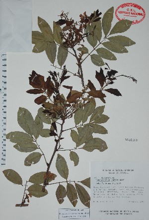  (Lonchocarpus xuul - Alvarez315)  @11 [ ] Unspecified (default): All Rights Reserved  Unspecified Unspecified