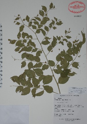  (Phyllanthus acuminatus - Alvarez3429)  @11 [ ] Unspecified (default): All Rights Reserved  Unspecified Unspecified
